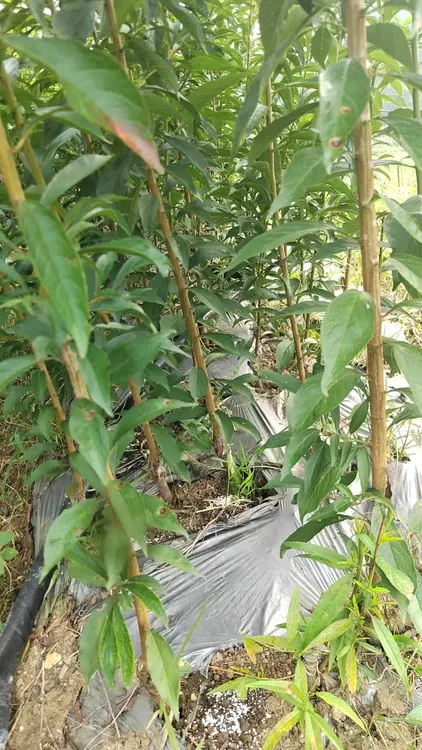 正宗六马蜂糖李苗