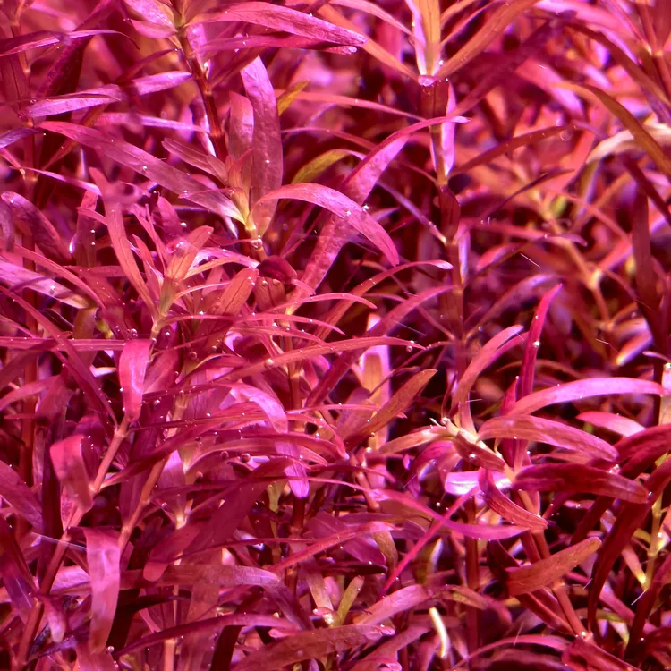 新加坡红宫廷水草新加坡血红宫廷水草鱼缸净水自养水下叶品种正宗