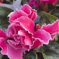 全部花苞1.5加仑粉白边仙客来