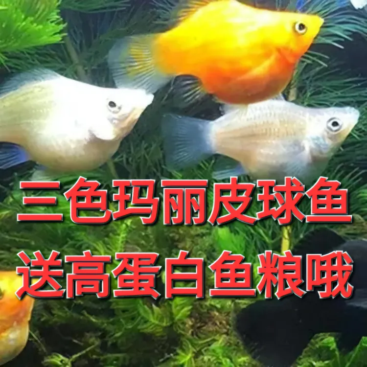 玛丽球皮球鱼粮好繁殖好养耐活小型热带鱼观赏鱼胎生鱼