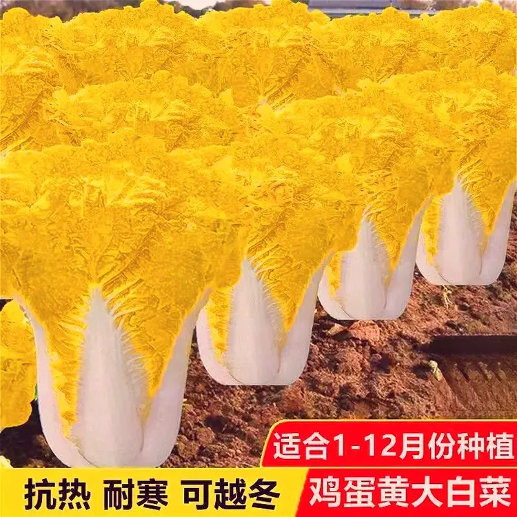 鸡蛋黄奶油大白菜种子真好吃黄心快菜种籽耐热四季播家庭蔬菜种子