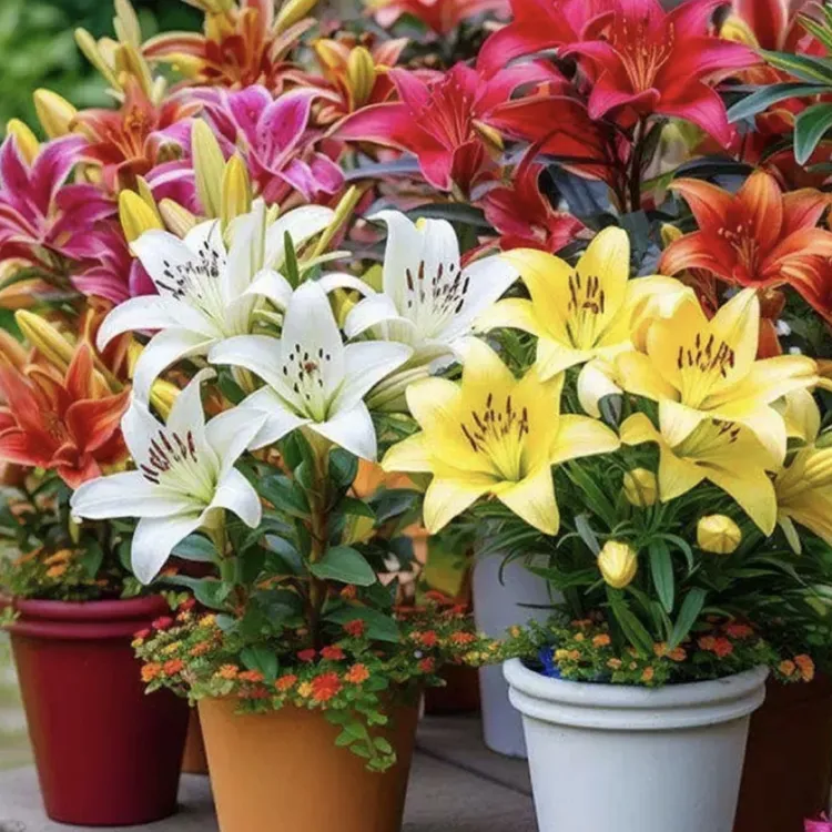 【带花芽】香水百合种球四季开花进口浓香耐寒带芽盆栽阳台室内