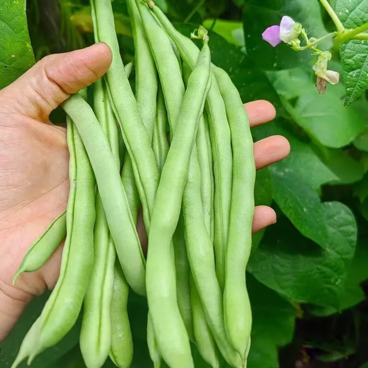 广东茂名高州现摘四季豆新鲜脆嫩当季时令蔬菜豆角