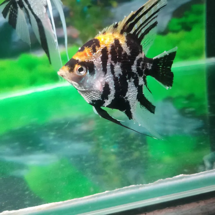 熊猫三色神仙燕鱼小鱼鱼观赏鱼热带观赏淡水鱼好养活体小型神仙鱼