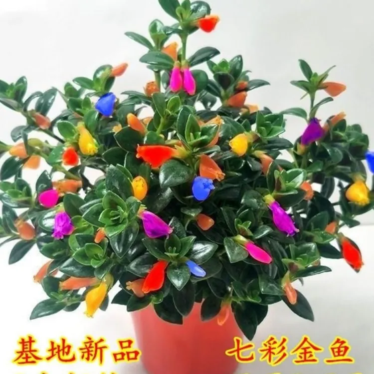 新品混色金鱼花吊兰基地批发室内外盆栽四季开花花卉绿植盆栽花卉