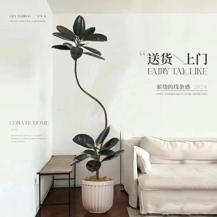  黑金刚橡皮树网红盆栽客厅大型植物办公室绿植吸甲醛好养