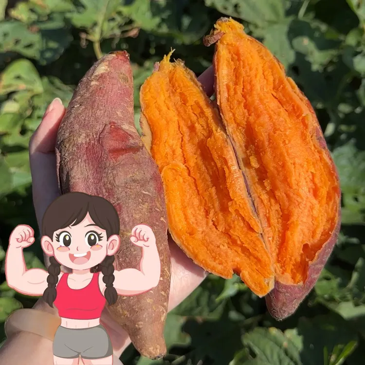 锅哥六鳌海沙红蜜薯优质农产品香甜软糯无丝美味低卡