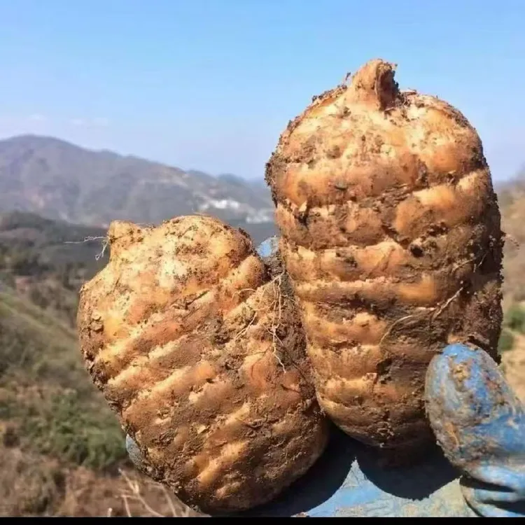 云南昭通小草坝新鲜乌天麻高山林下产地发货