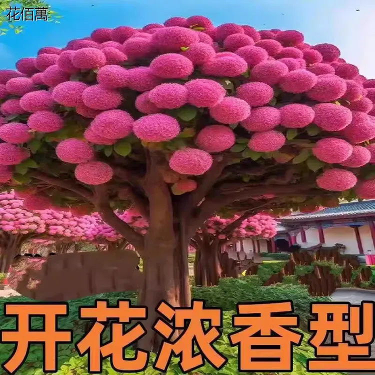 浓香型流苏树苗室外院植物庭院风景树开花行道树别墅花卉盆景苗