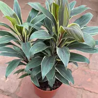 朱蕉巧克力绿植盆栽