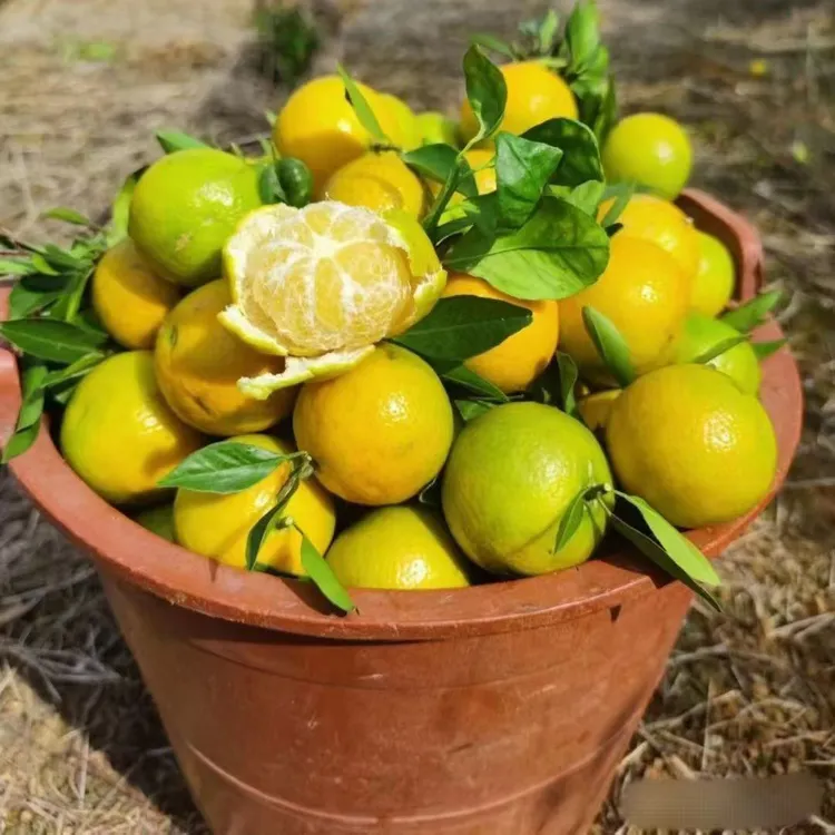 广西武鸣皇帝柑现摘新鲜贡柑橘子应季水果酸甜多汁皮薄肉嫩