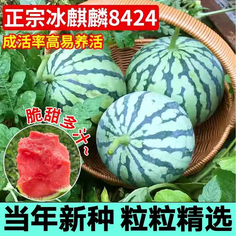 山东寿光超甜冰糖麒麟8424西瓜种子蔬菜特大懒汉西瓜当年新种四季