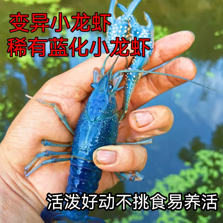 蓝色小龙虾变异小龙虾克氏原螯虾冷水虾蓝化虾可作宠物观赏