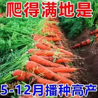 AA胡萝卜种子非转基因精选胡萝卜水果萝卜种子脆甜四季蔬菜种子