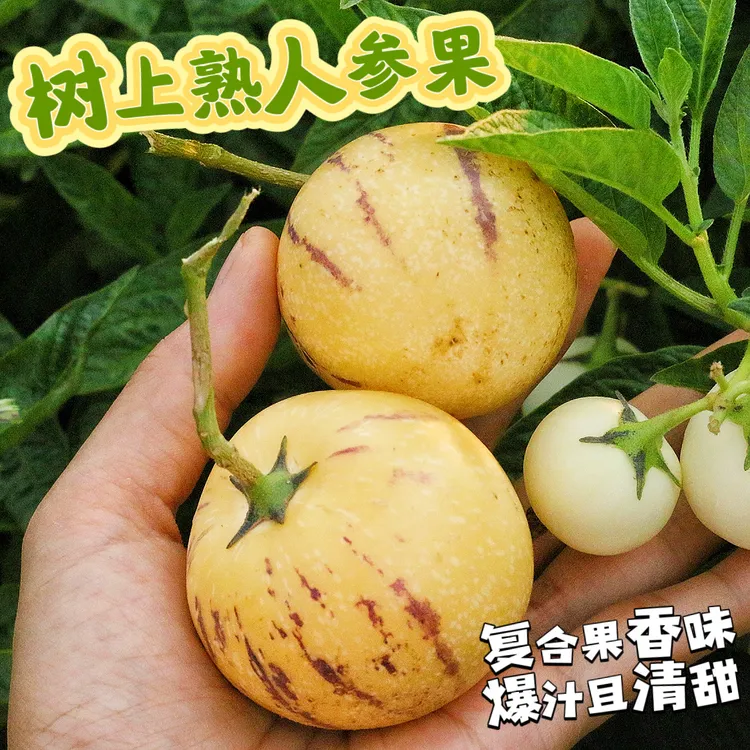 云南石林树上熟人参果 肉质娇嫩 清甜爆汁 5斤装 顺丰