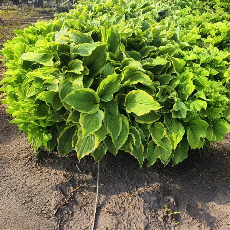 室内外耐阴玉簪花苗多年生庭院花卉好养易活，苗圃直发，可实时起苗