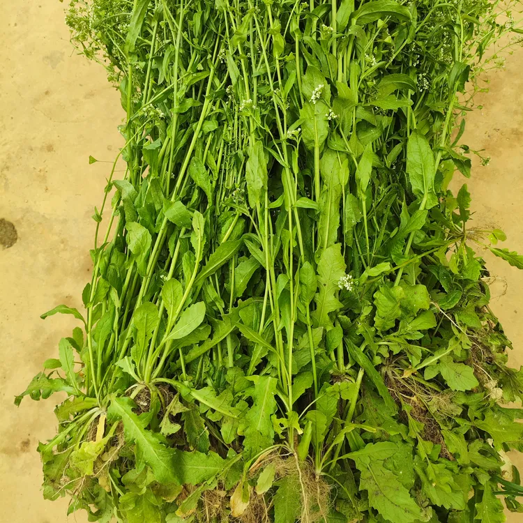 浙样爱农新鲜现挖整株老荠荠菜野生开花荠菜地菜三月三煮鸡蛋带根