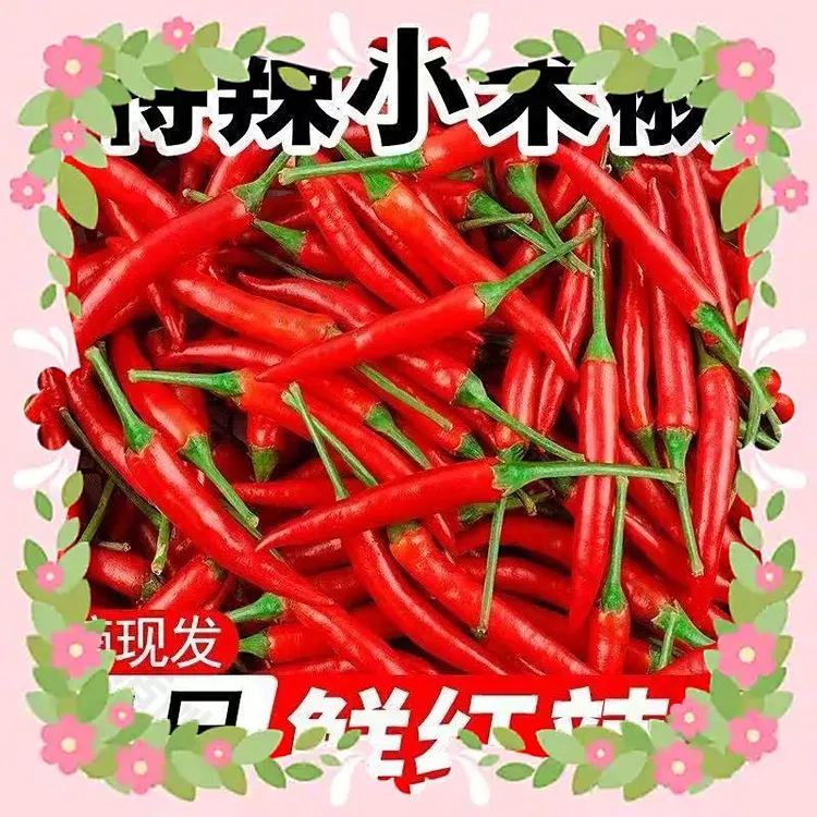 【3斤贵州】小米辣椒新鲜现摘现发特辣朝天椒超辣红辣椒指天椒尖椒