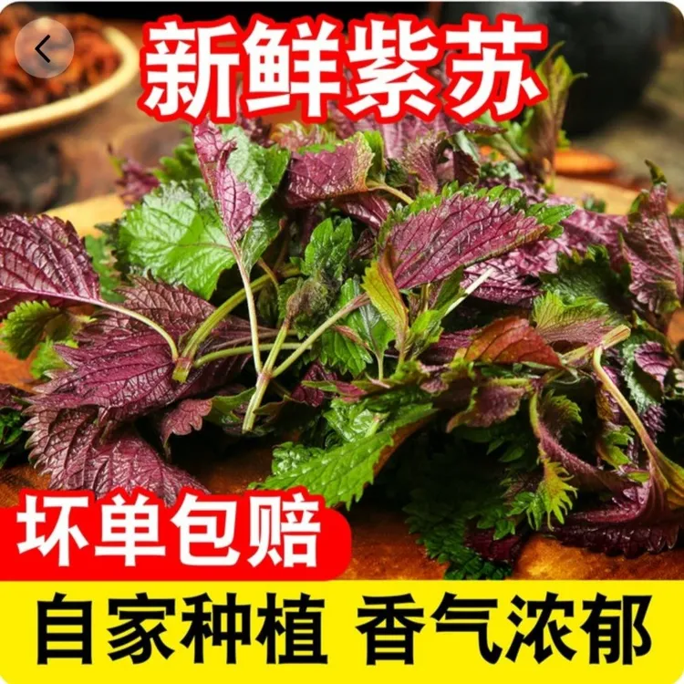 【紫苏叶现摘先发】紫色苏子去腥神奇食用鱼虾牛蛙新鲜带梗发货正宗