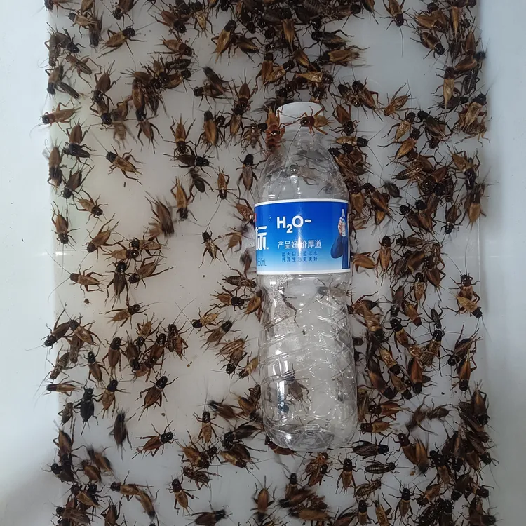 莱芜 蟋蟀成虫带翅 食用 美食 纯粮 钓饵 到莱芜寨里自提不邮寄