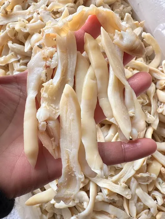 大蛏，剪蛏海鲜，大蛏烧萝卜，蛏子大蛏干蛏干蛏子干