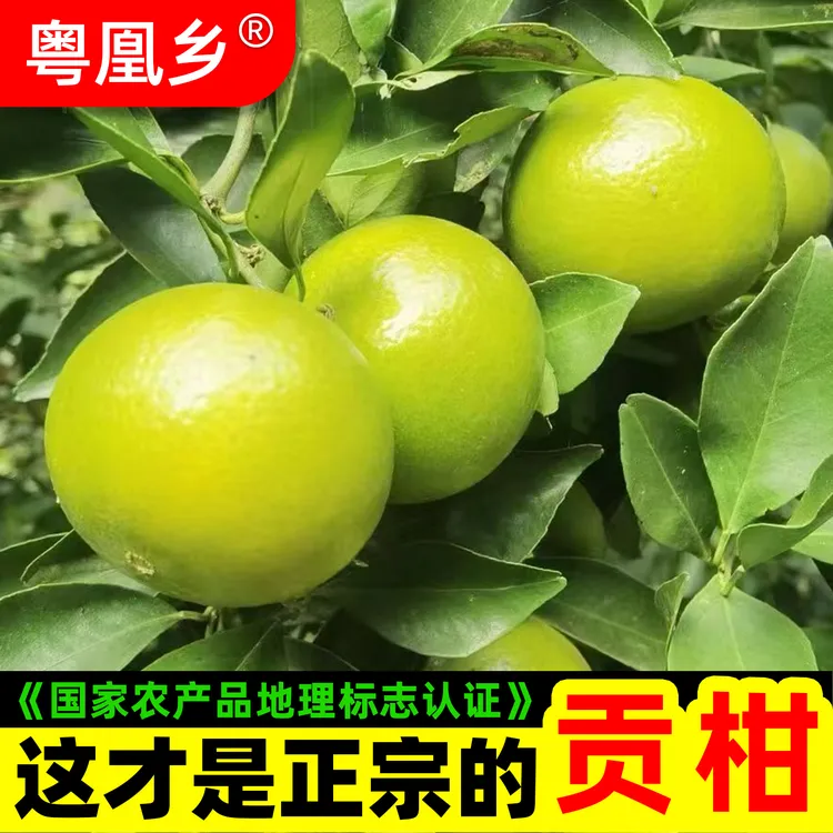 粤凰乡《原产地》正宗德庆皇帝柑贡柑新鲜高山水果桔子橘子纯甜鲜果