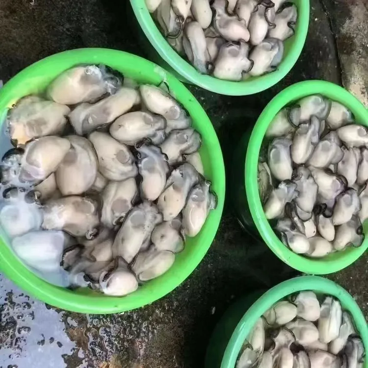 汫洲生蚝肉包邮鲜活海蛎子肉海鲜美味500G/瓶
