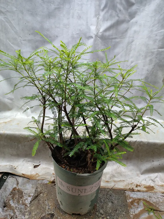 叶下珠室内客厅阳台四季常青植物