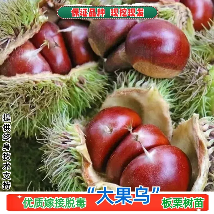 板栗树苗嫁接大果乌板栗树苗盆栽地栽南北方种植 2-3年苗买一送一