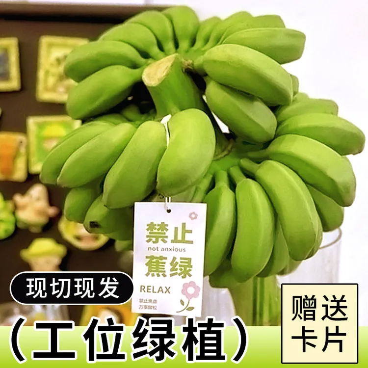 【禁止蕉绿】整串带杆小米蕉水培香蕉新鲜现摘芭蕉办公室桌面绿植