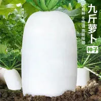 【全店满5元包邮】九斤王白萝卜种蔬菜不空心春不老种特大四季秋季