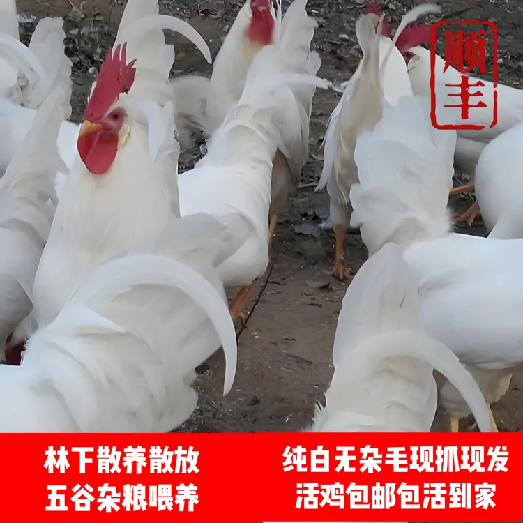 林下放养纯白公鸡无杂毛三斤左右活体包邮包活到家