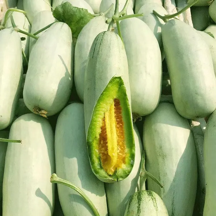 【头茬甜瓜】正宗山东头茬羊角蜜甜瓜蜜瓜香瓜当季新鲜时令孕妇水果