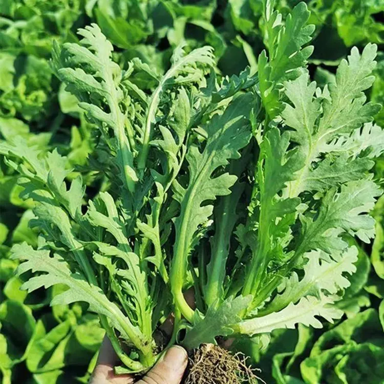 分枝多花叶茼蒿皇帝菜种子三叉中叶茼蒿种籽耐寒越冬秋冬季蔬菜