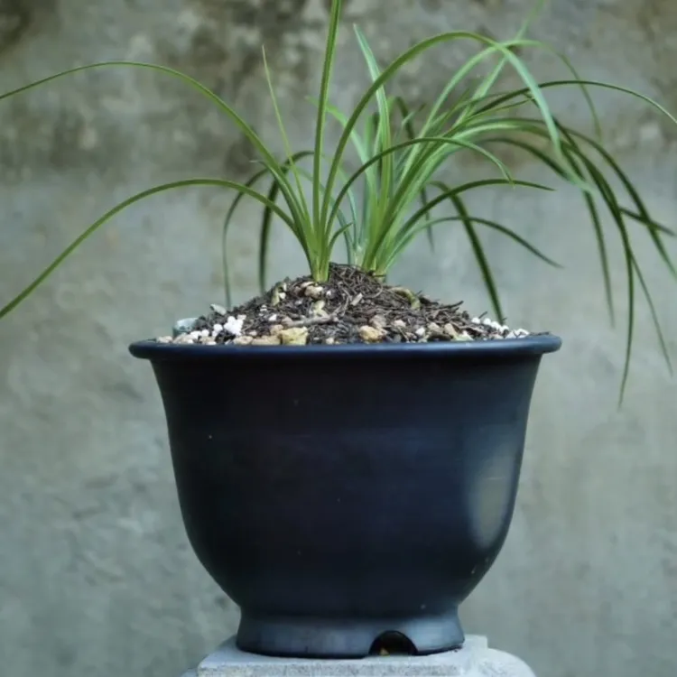 胖金钟泥瓦盆手工泥瓦盆陶罐黑陶瓶口24高15/口30高20大号兰花