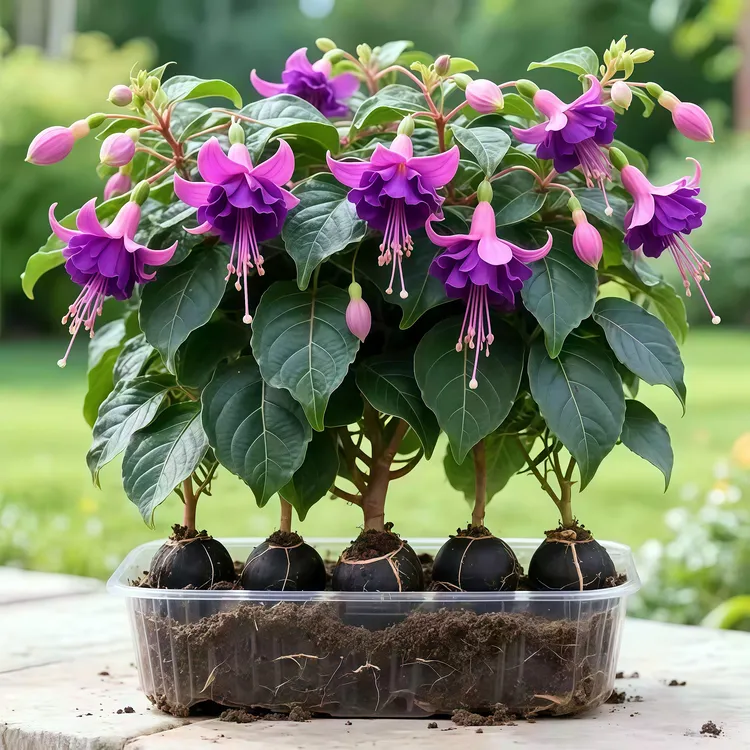 宝莲灯重瓣大花浓香型四季室内外庭院阳台盆栽花卉开花绿植物树苗