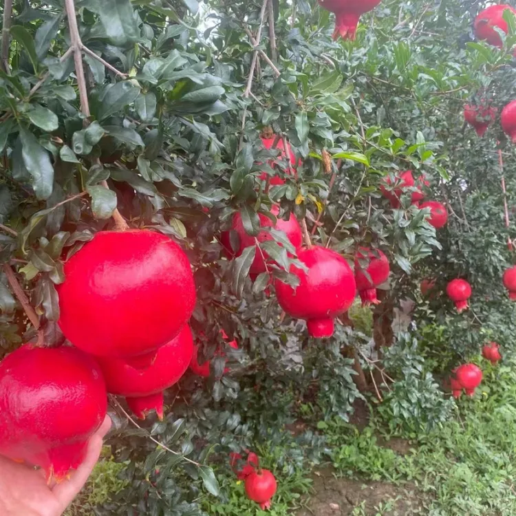 萨倪盆栽园艺软籽石榴新品种六月红