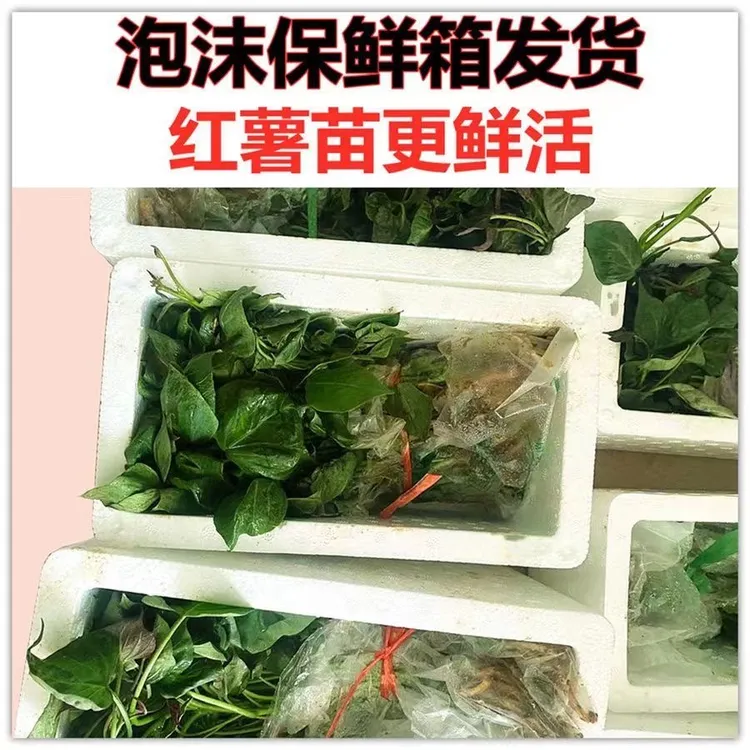 红薯苗地瓜苗板栗苗山芋秧苗商薯19种苗高淀粉打粉芡粉红薯苗