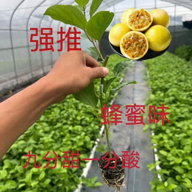 正宗钦蜜9号百香果嫁接苗大果爬藤阳台庭院盆栽地栽大果四季可种