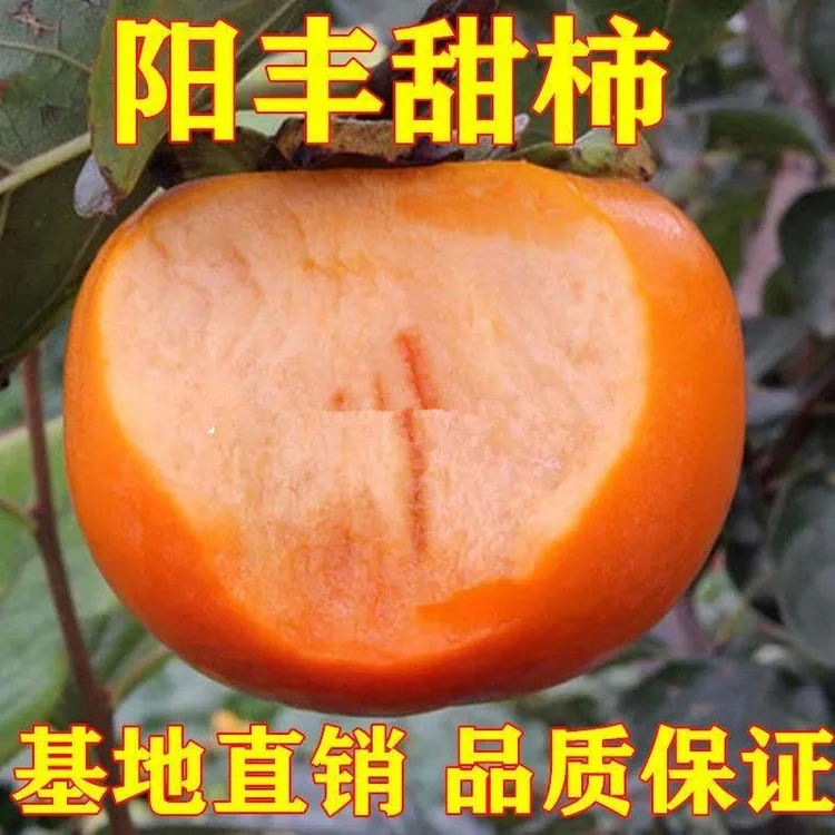 阳丰柿子树苗 日本甜柿苗 脆甜柿子苗阳丰甜柿南方北方种植果树苗