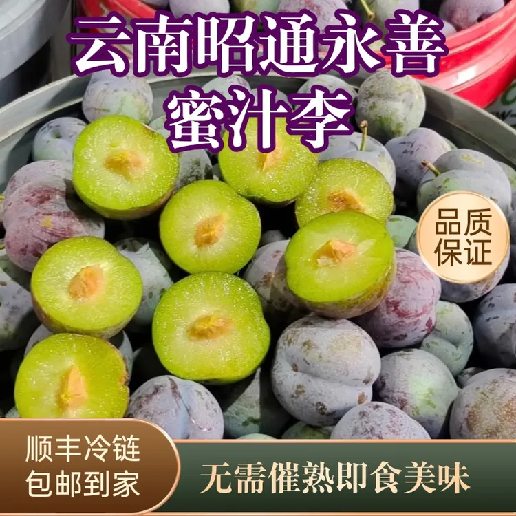 云南昭通永善蜜汁李新鲜现摘脆甜多汁应季水果