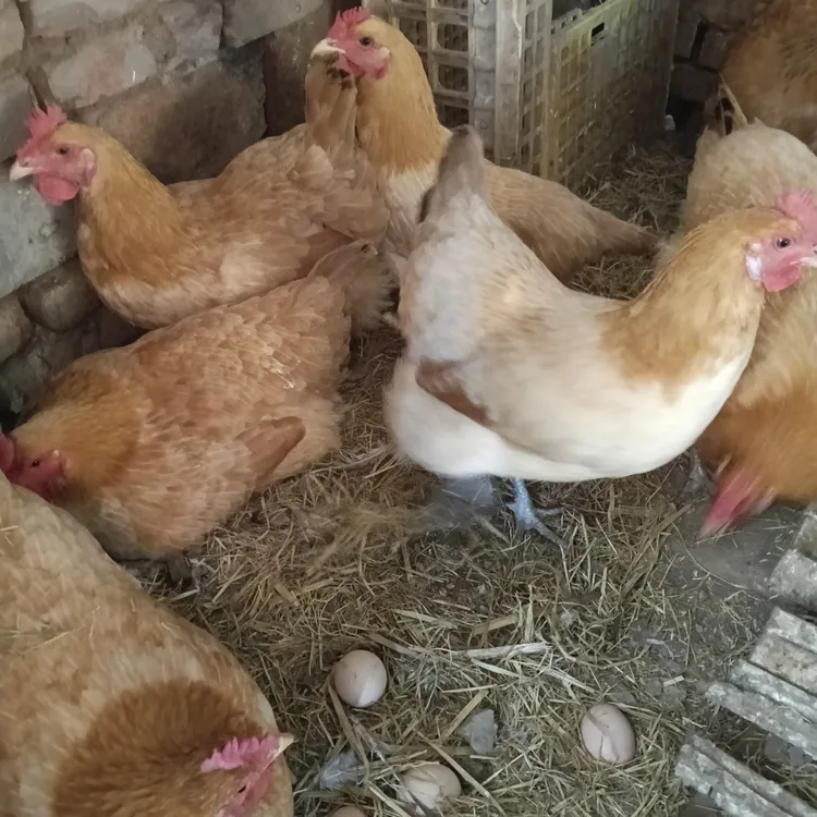 正宗苏北草鸡农场散养京东包邮