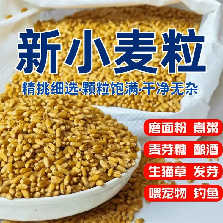 【到手5斤】新麦子带皮农家小麦粒散装做麦芽糖鱼饵榨汁磨面食用D