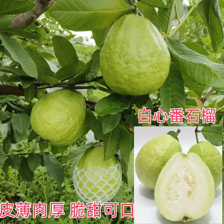 广东化州番石榴白心芭乐低糖分水果新鲜热带水果现摘现发