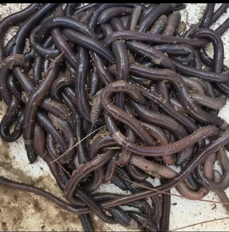广西南宁大蚯蚓腥味十足中通或顺丰包邮 大小都有 发货会多放一点