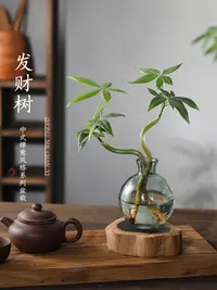 【造型发财树】室内桌面净化空气发财树盆栽四季常青盆景绿植好养活