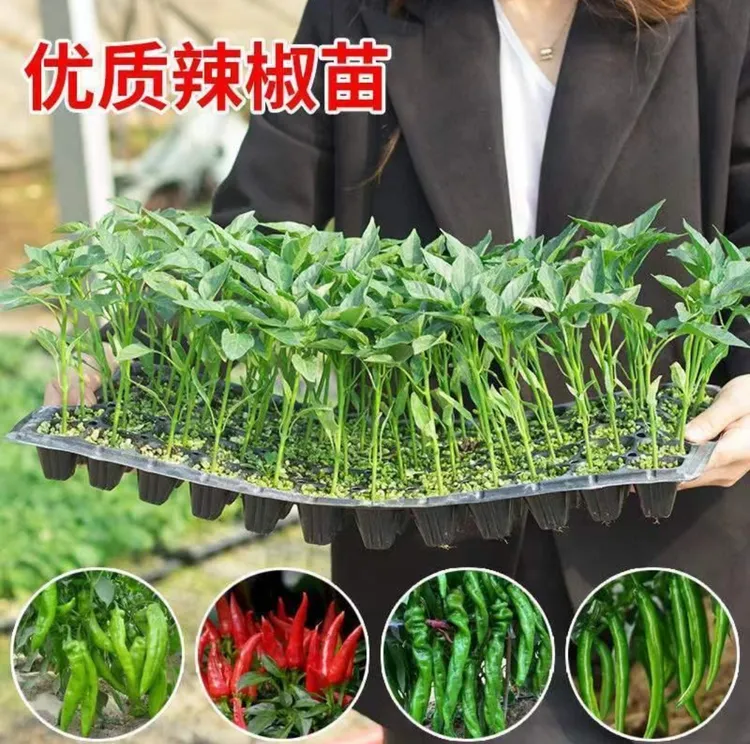 【30棵】优质辣椒苗高产蔬菜苗薄皮椒苗长线椒苗螺丝椒苗朝甜椒苗