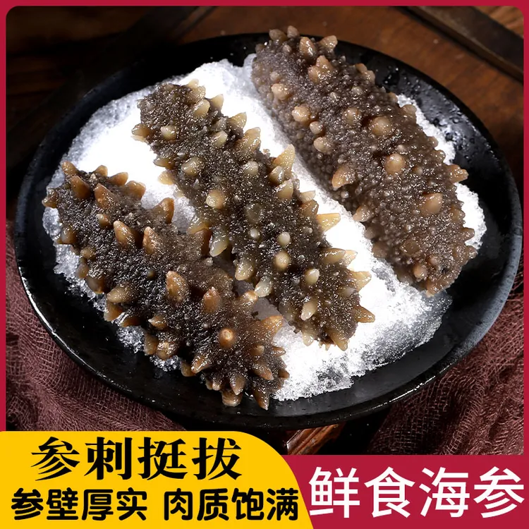 精品海参鲜食海参商用批发新鲜淡干海参刺参非干货鲜食500g
