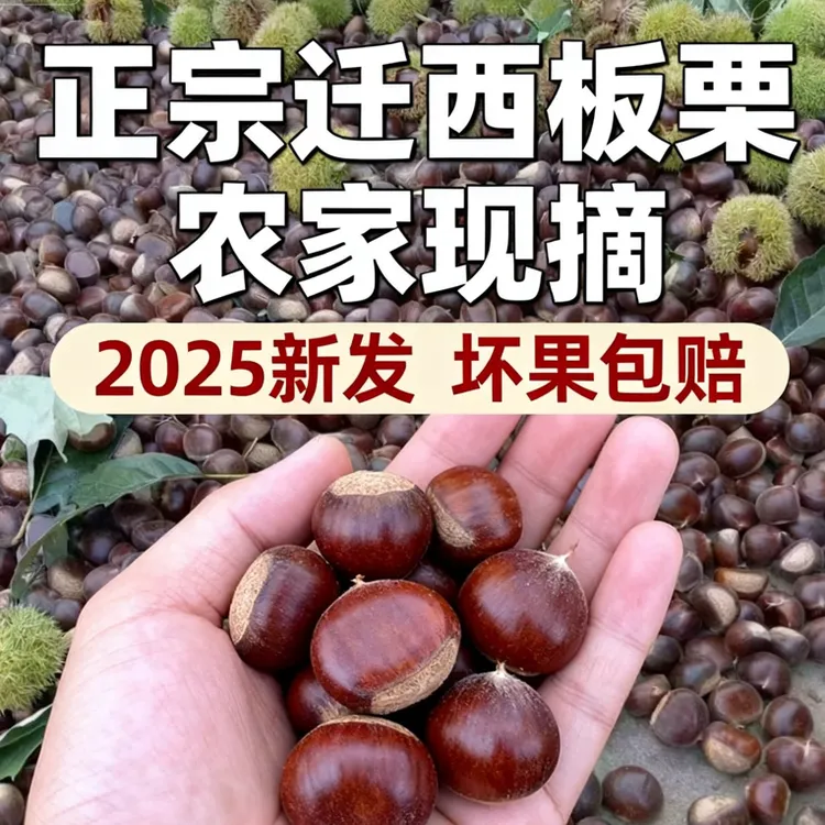 【正宗迁西板栗3113】地标认证2025新果产地直发生板栗新鲜