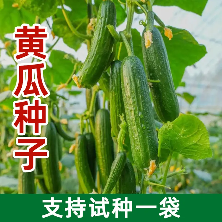 唐山秋瓜种子秋黄瓜水果黄瓜阳台盆栽春季秋季易播种蔬菜种子